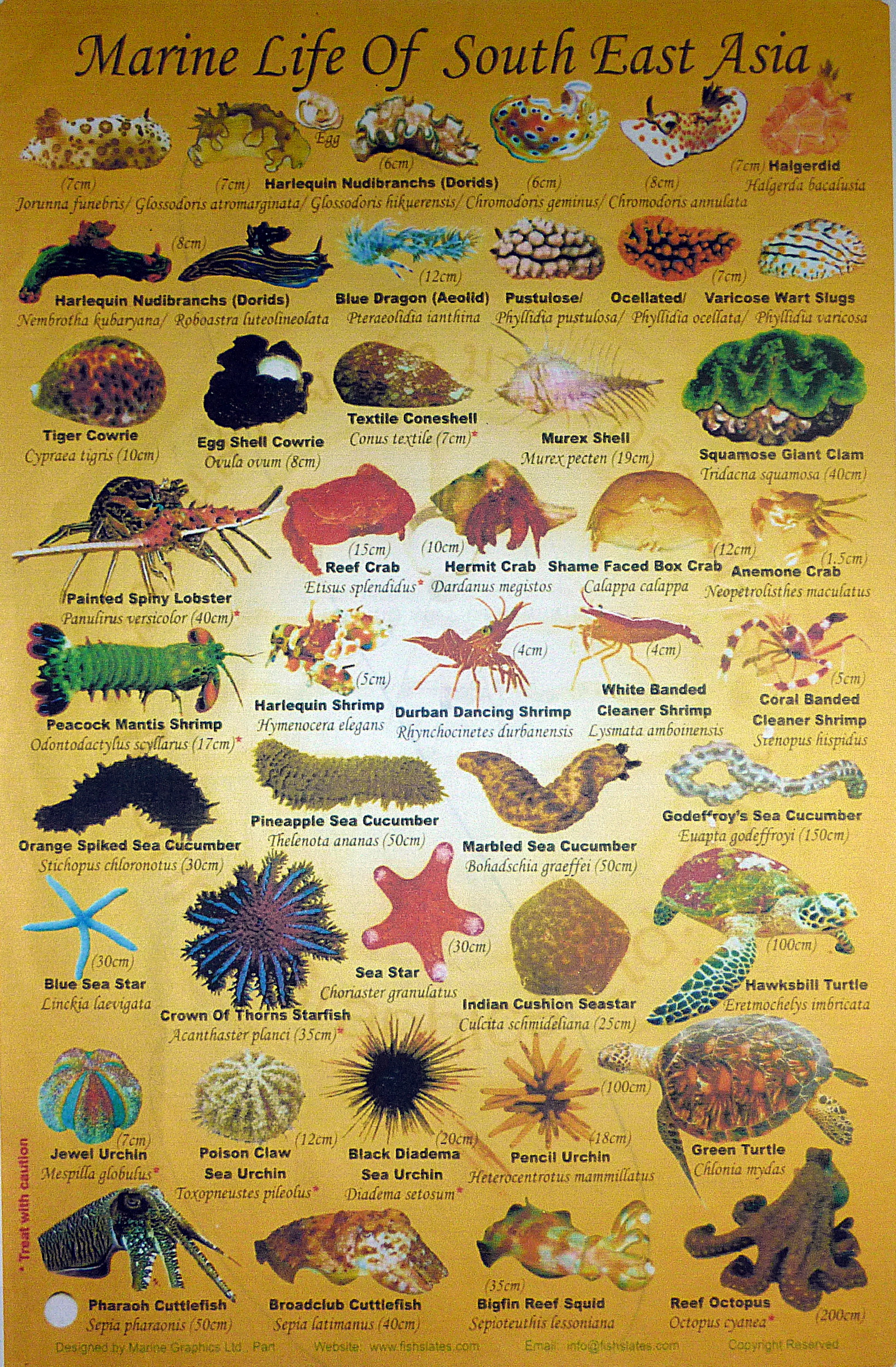 2011 - 03 - Faune et flore aquatique asie du sud est 3